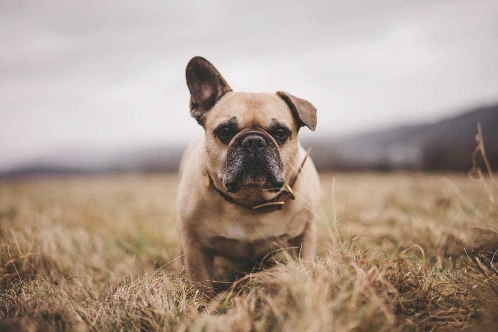 a dog in a field