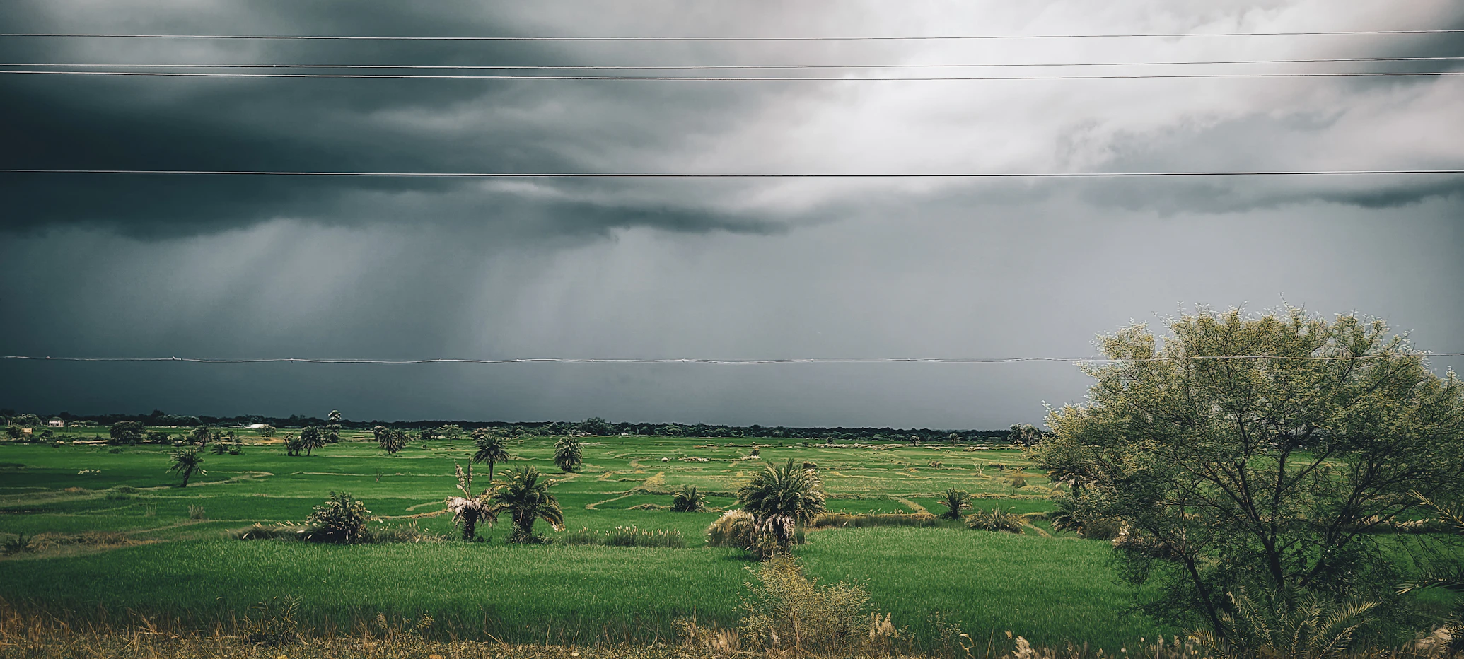 A monsoon squall with a visible rain shaft over paddy fields