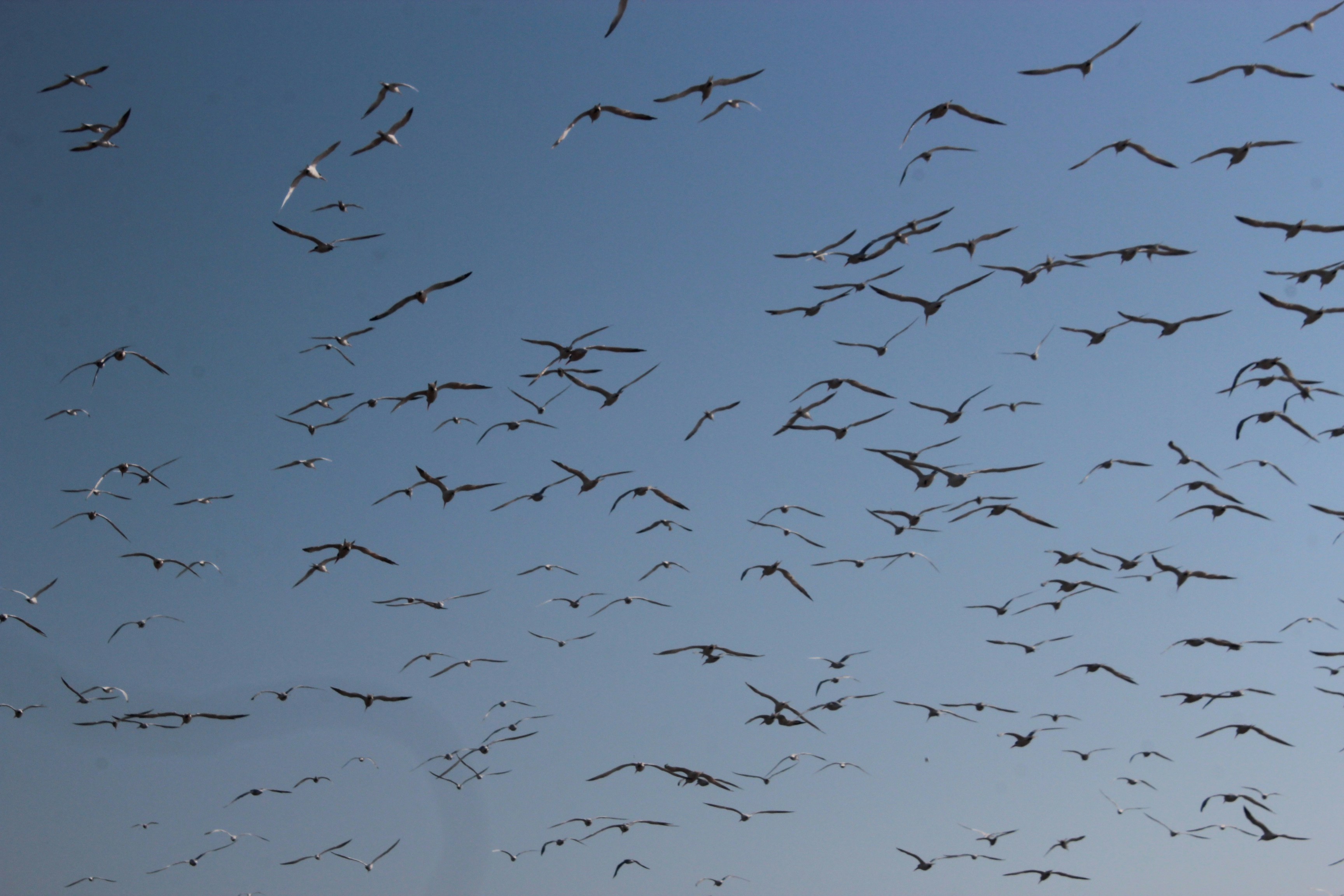 Photo by diegobogota