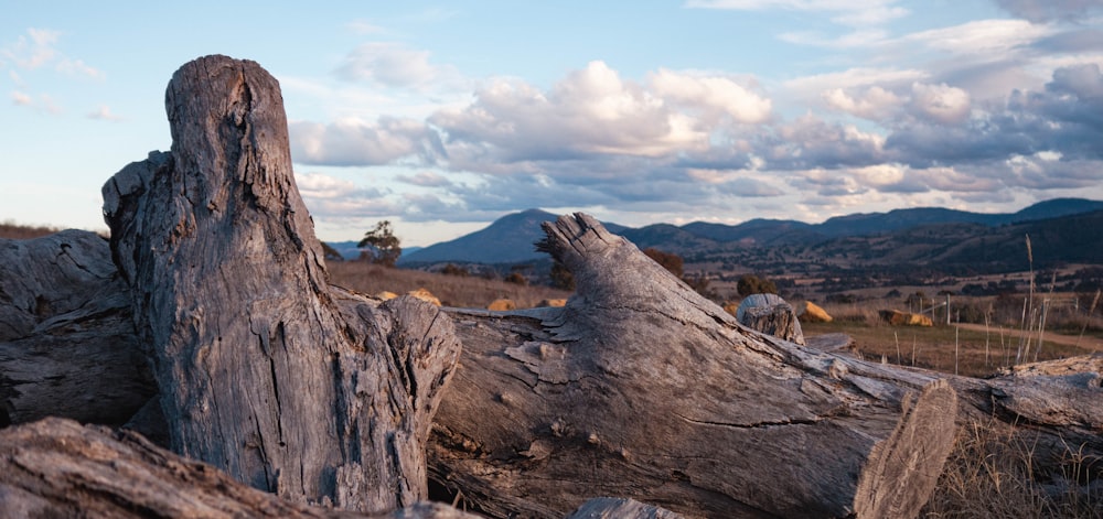 a large tree stump in a field