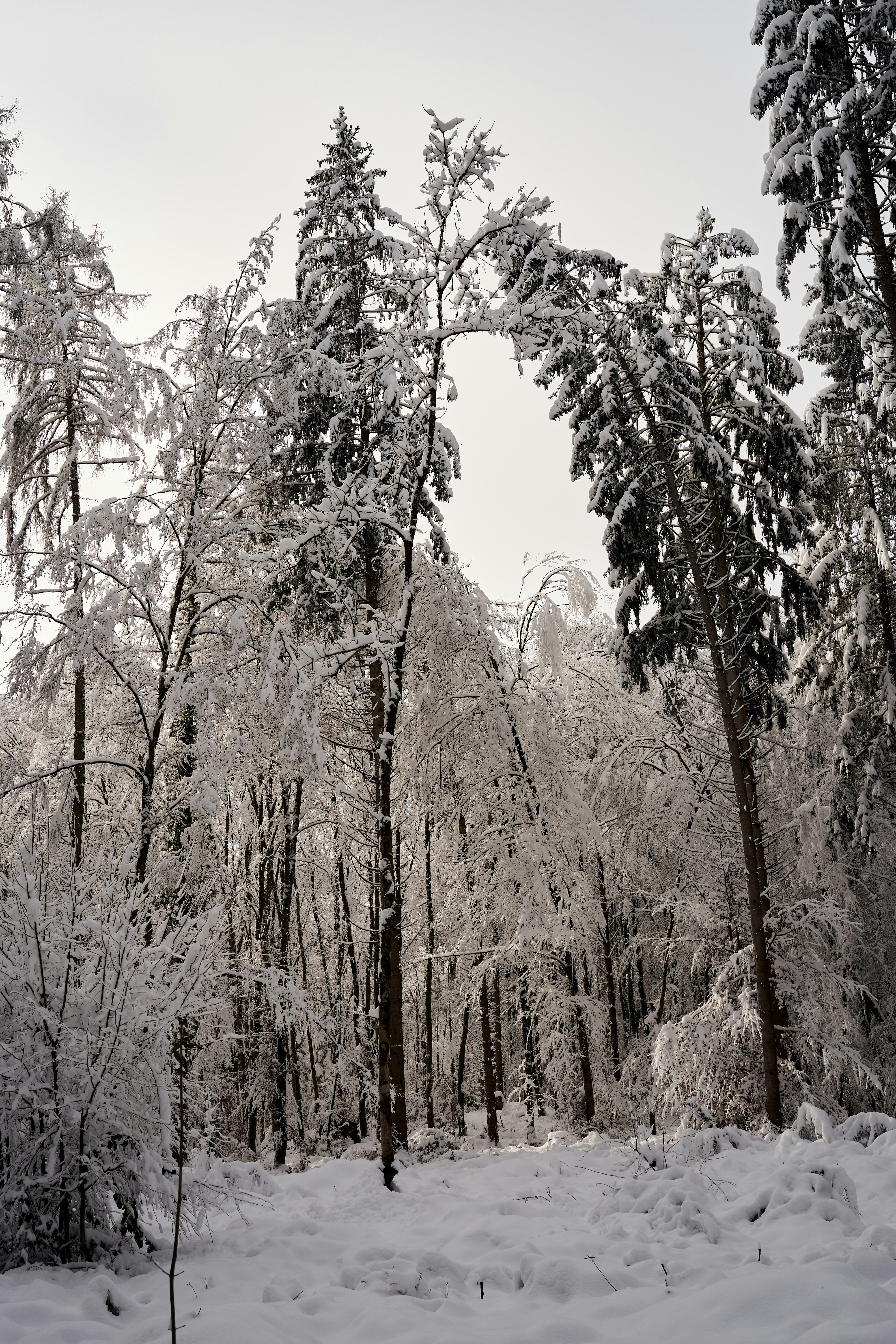 Photo by wolfgang_hasselmann