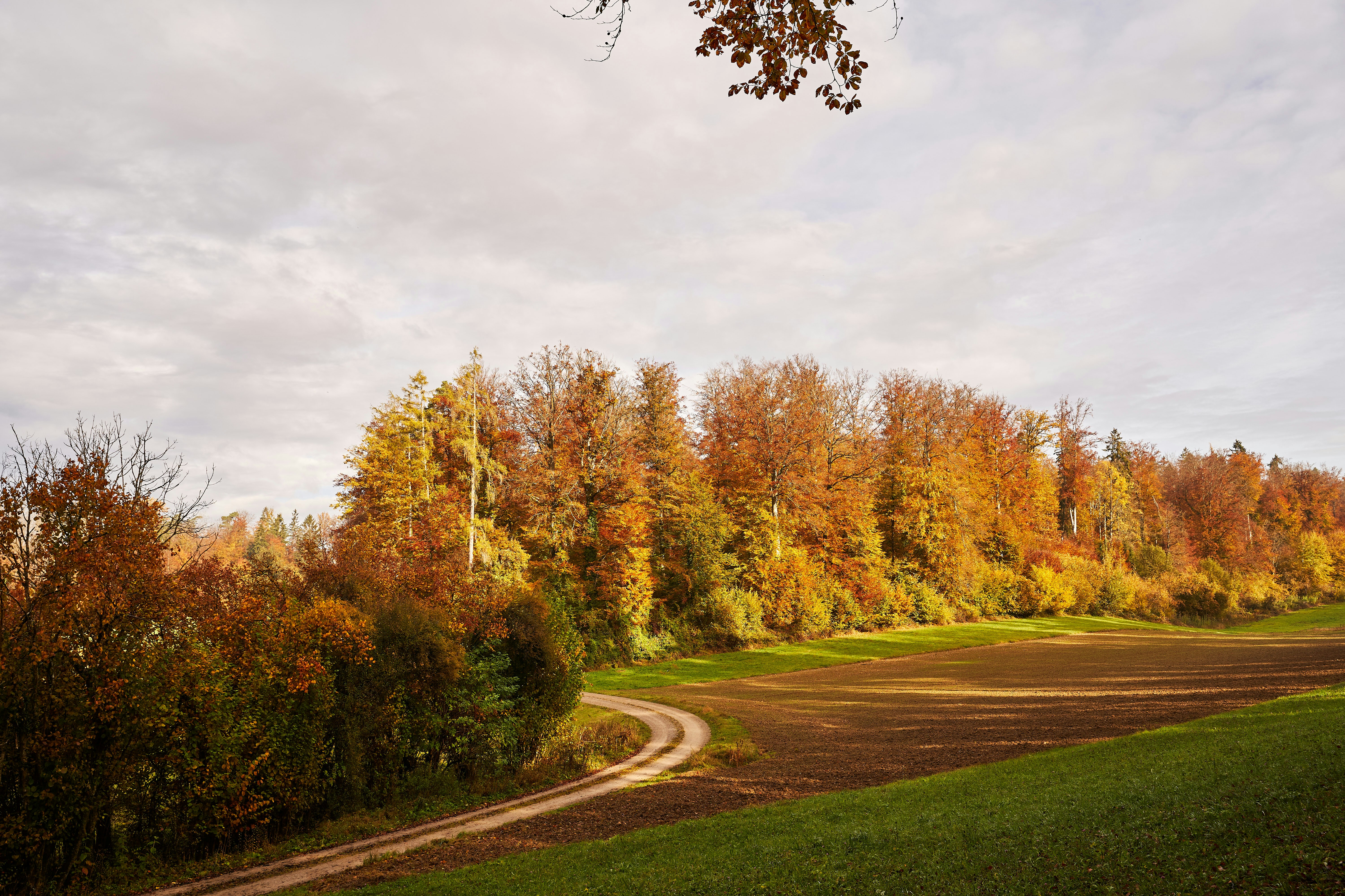 Photo by wolfgang_hasselmann