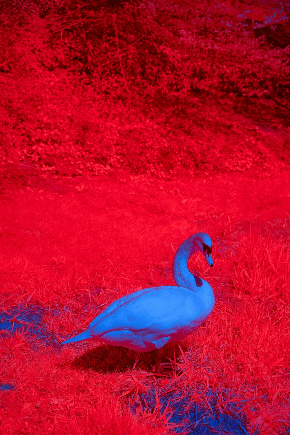 a blue bird standing on a red surface