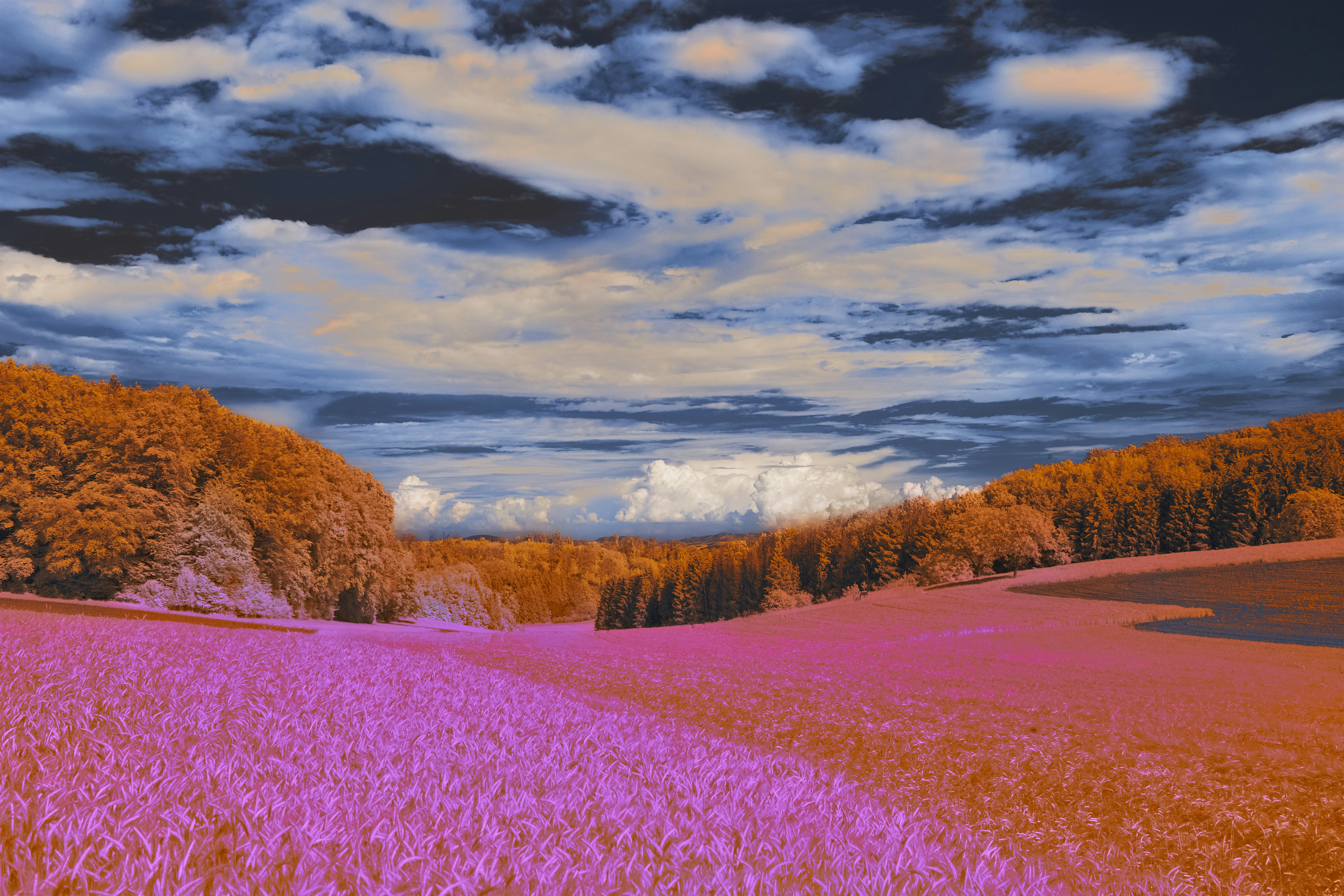 Photo by wolfgang_hasselmann