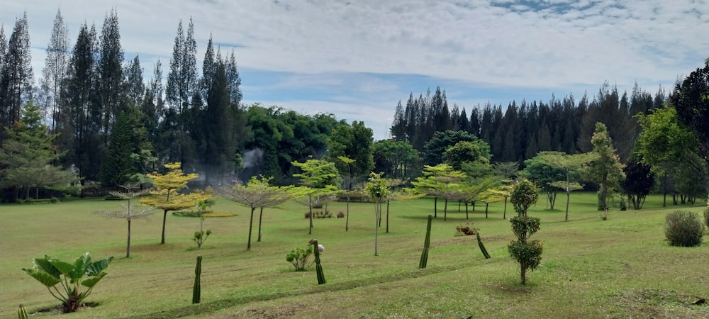 a field with trees in it