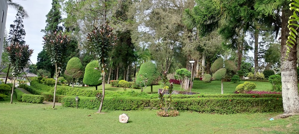 a garden with bushes and trees