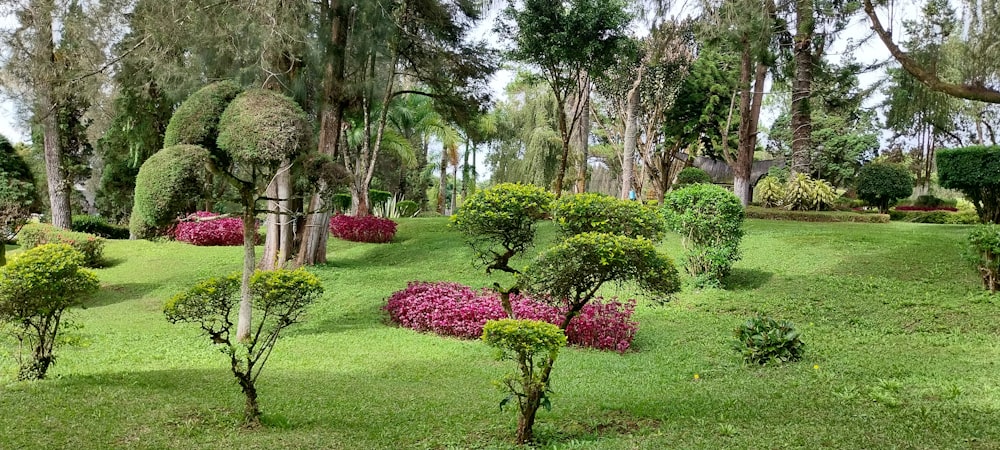 a garden with bushes and trees