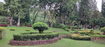 a garden with bushes and trees