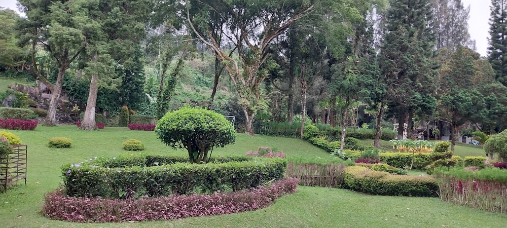 a garden with bushes and trees
