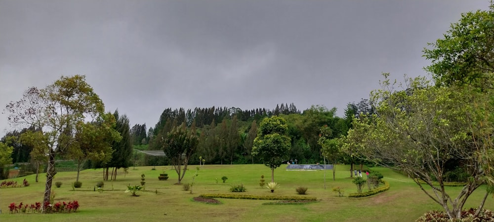 a large green field with trees