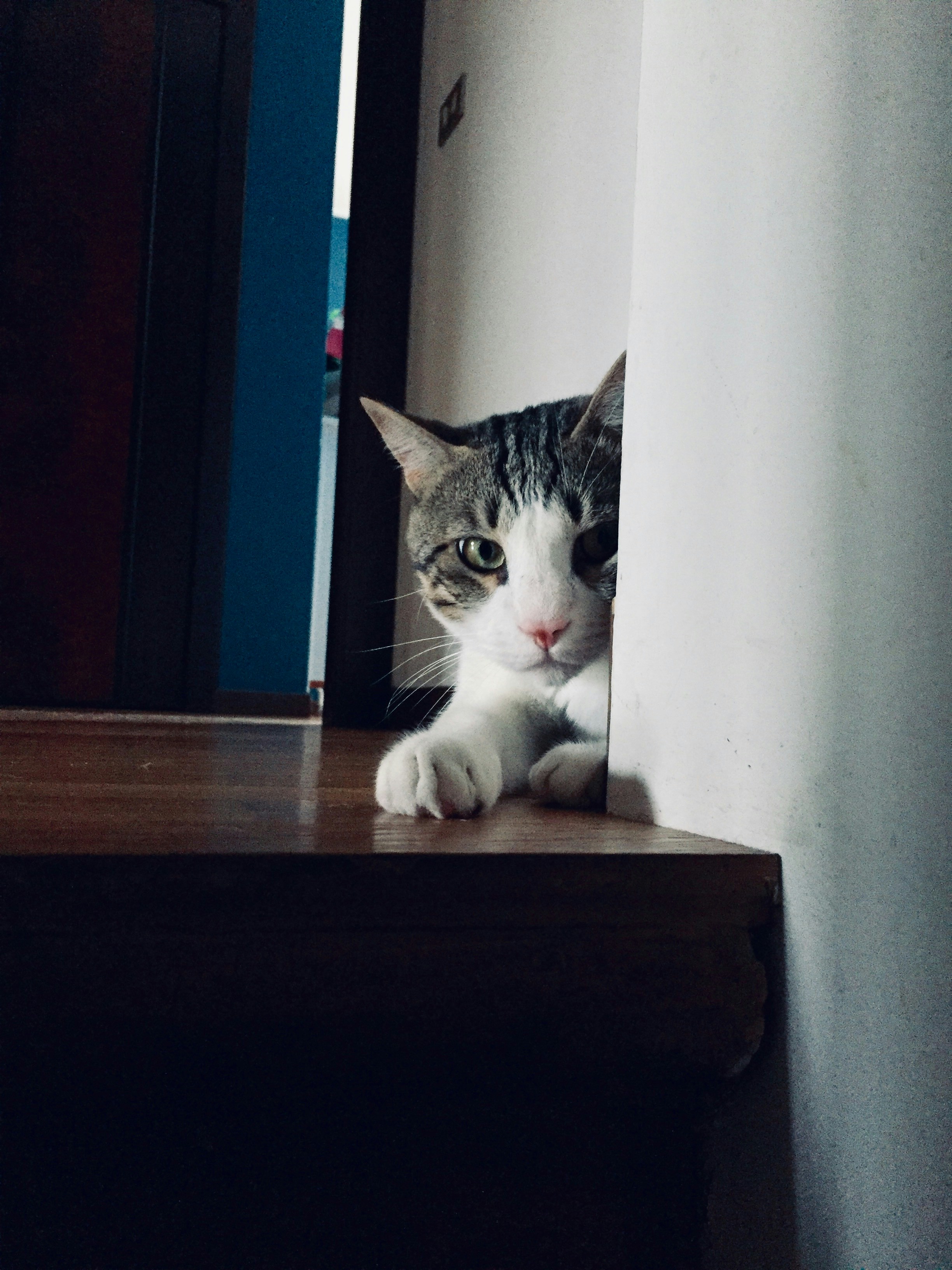 ホームヨガ入門者のための道具選び｜コスパ重視のおすすめ商品