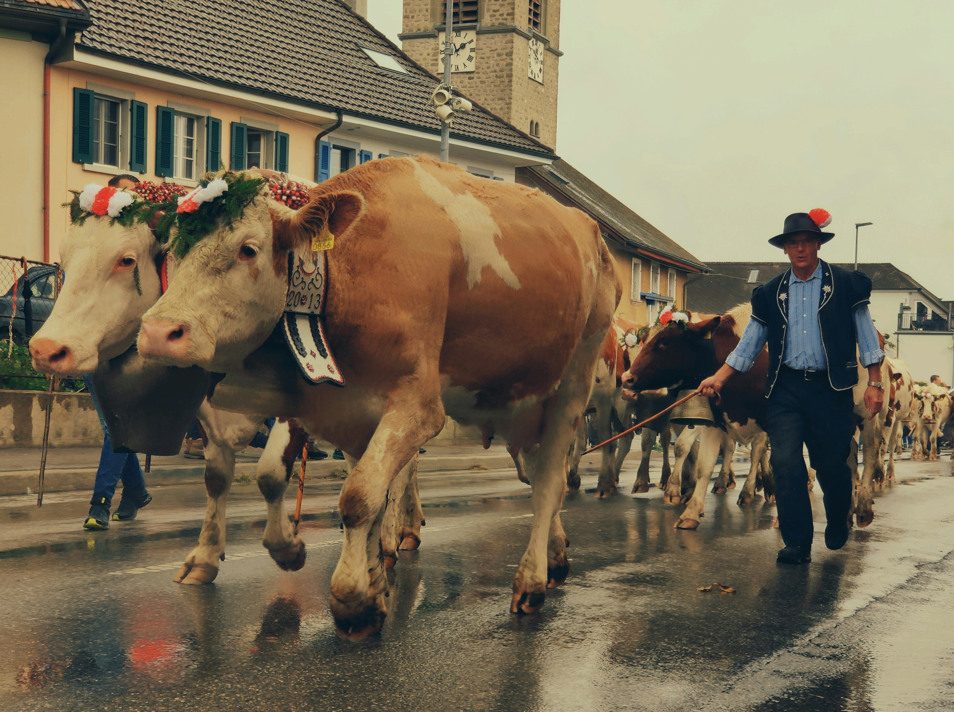 a man walking with a group of cows