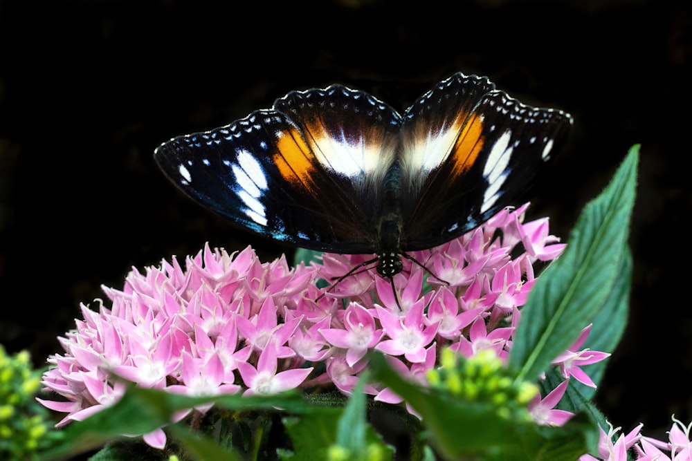 Un papillon sur une fleur