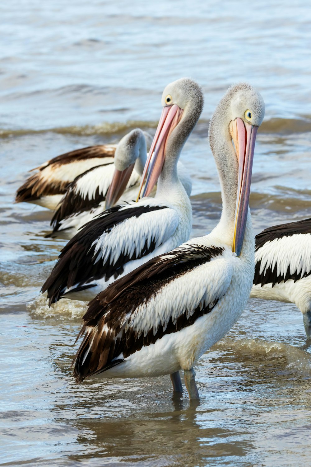 a group of birds standing in water