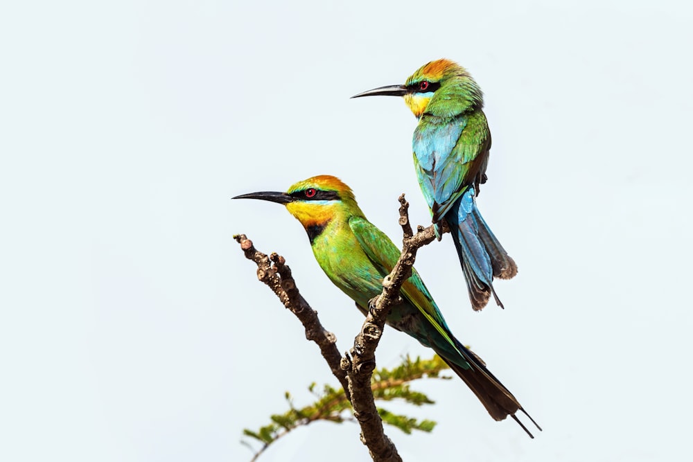 una coppia di uccelli su un ramo