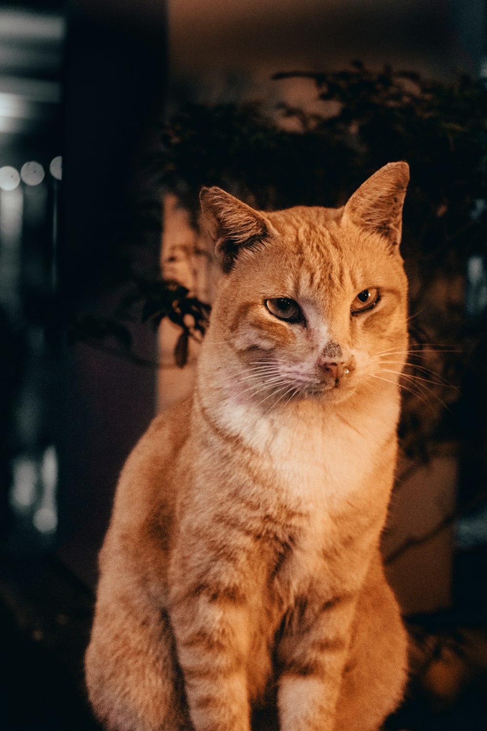 Un gato sentado mirando a la cámara