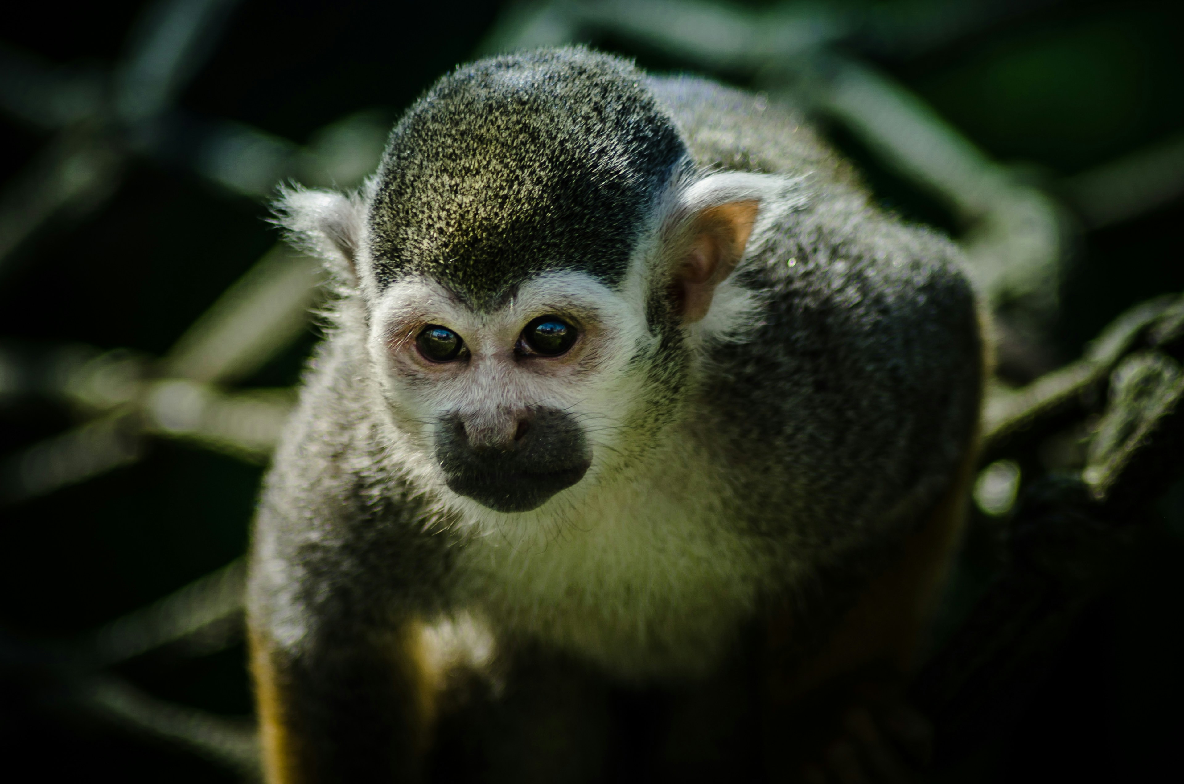 Photo by danielmurad