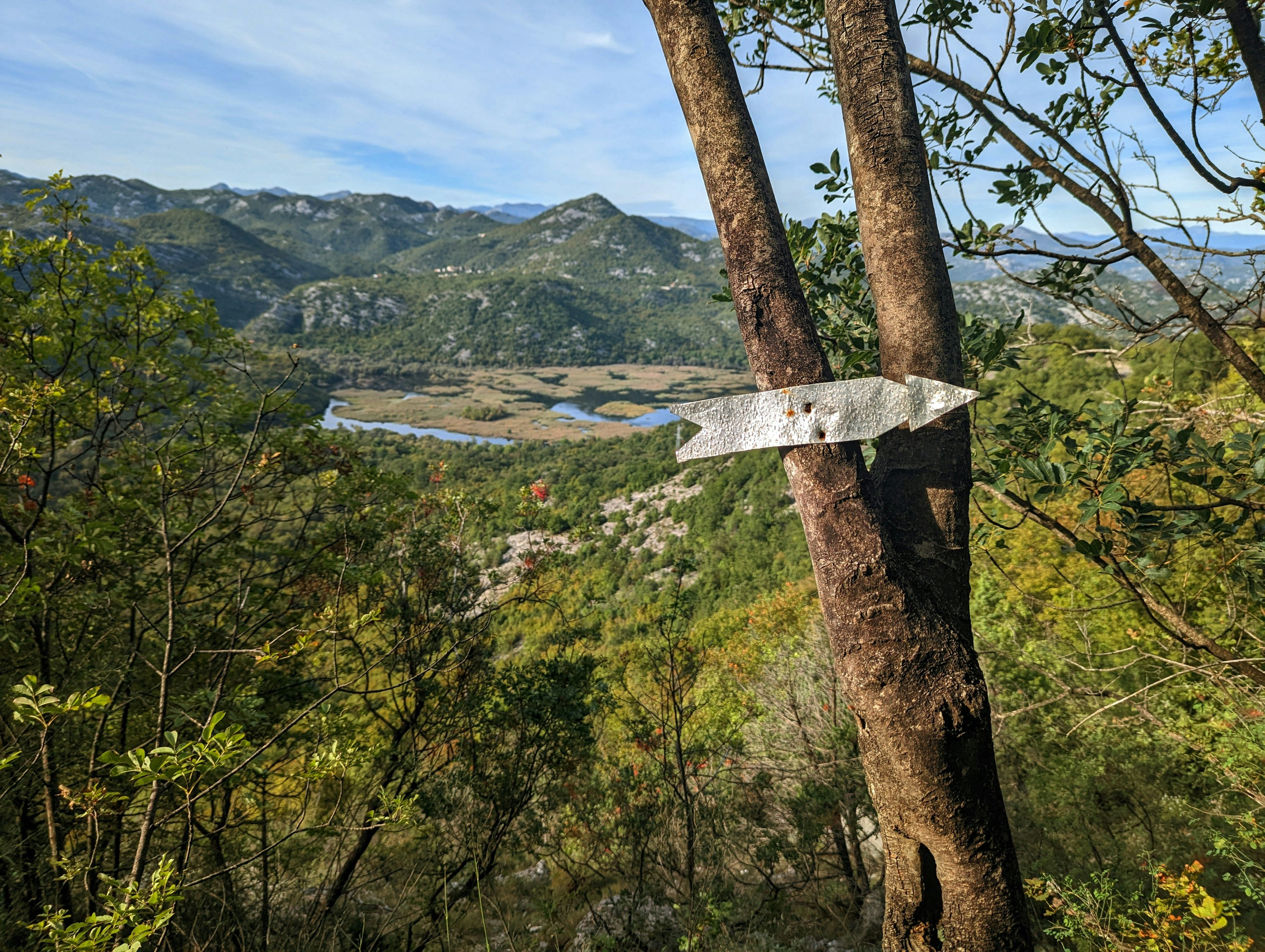 a sign on a tree