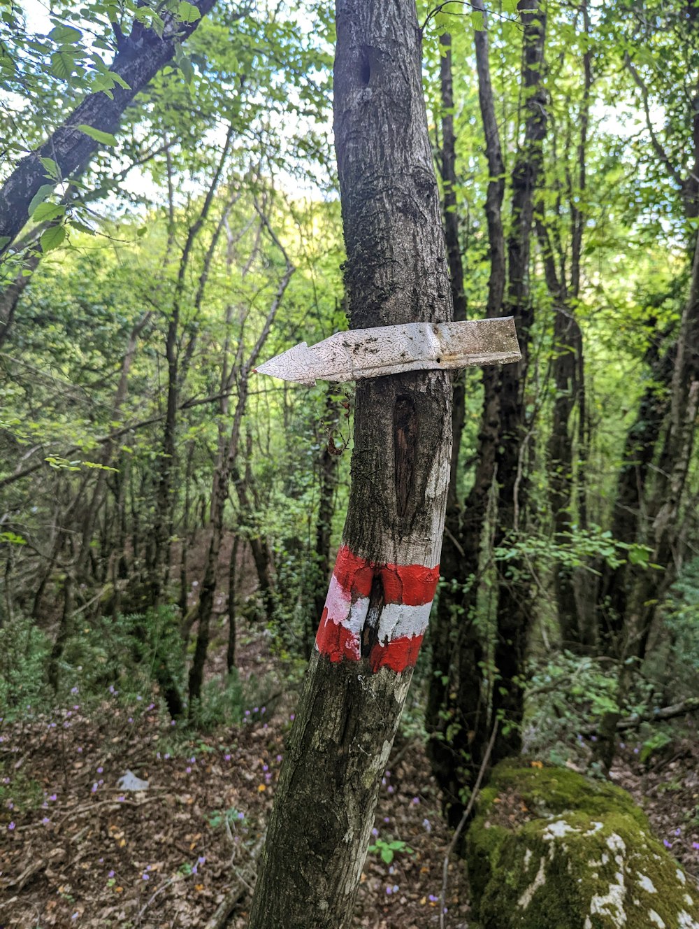 a tree with a sign on it