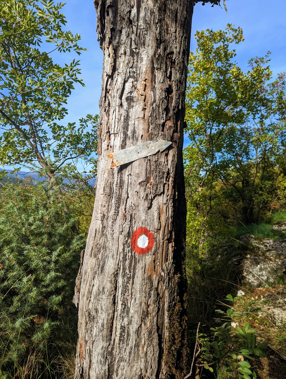 a tree with a red circle on it