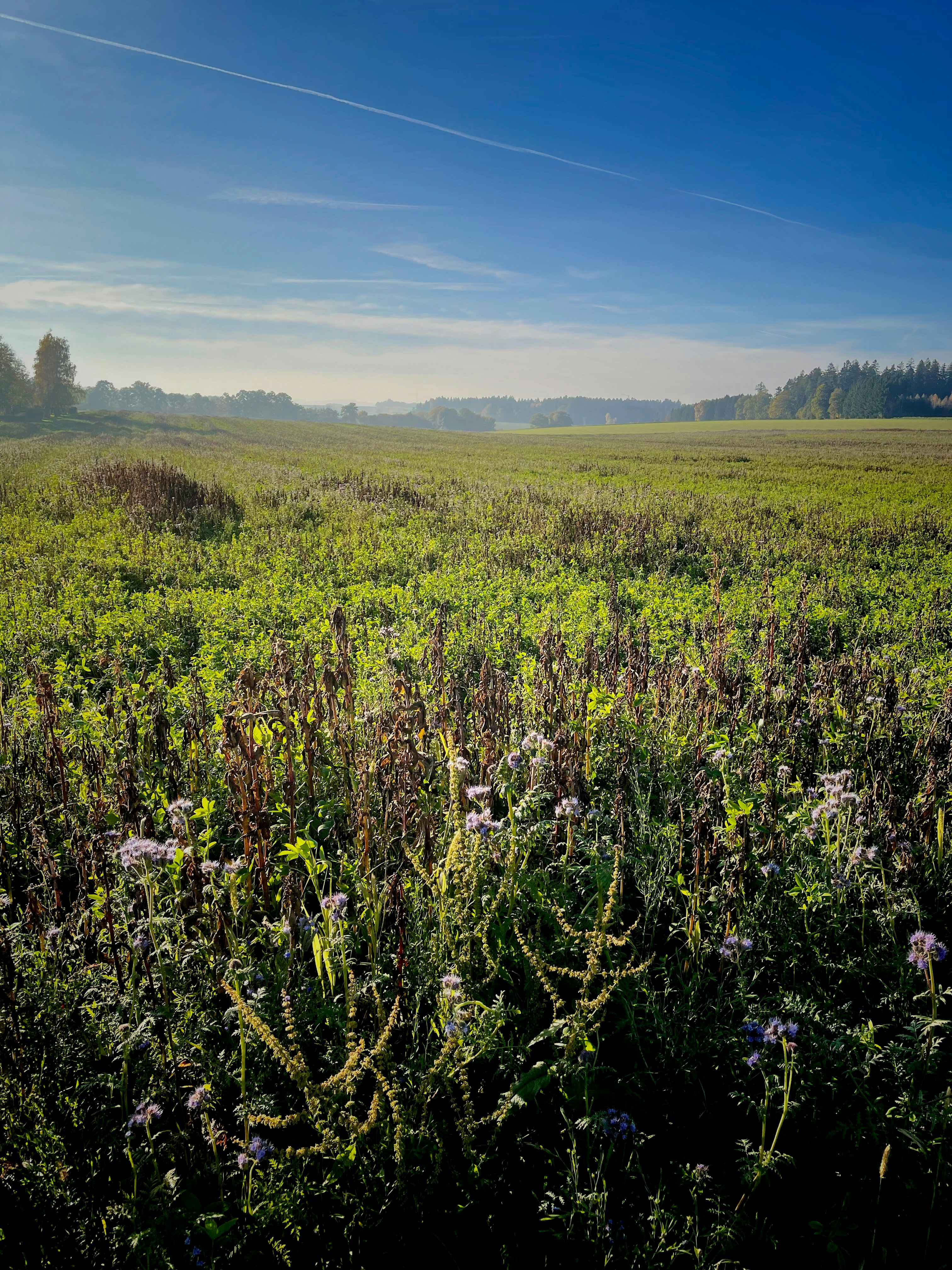 a field of flowers