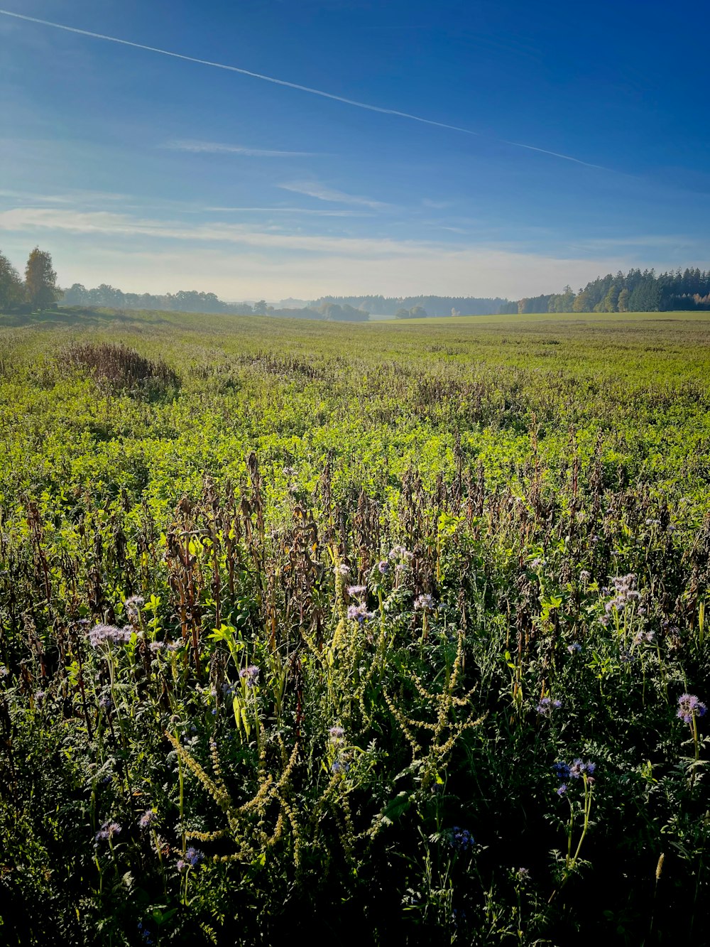 a field of flowers