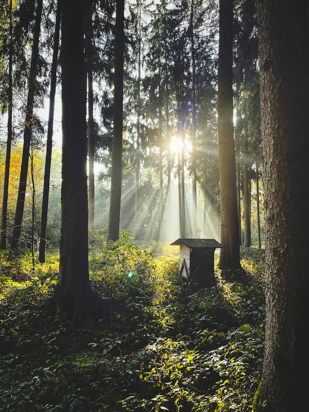 a forest with trees and plants