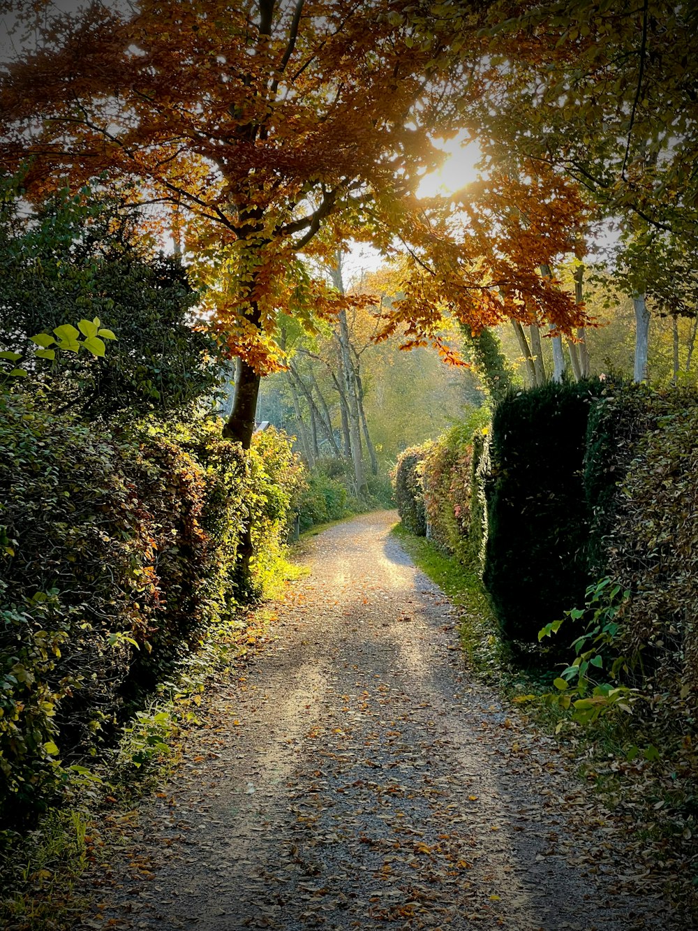 a path with trees on either side