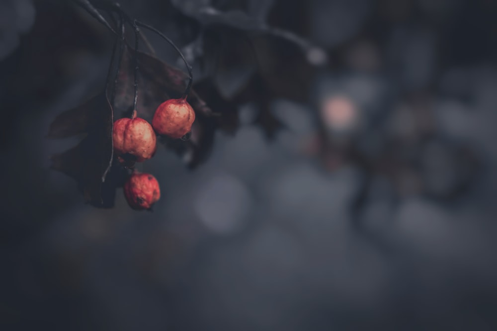 a group of red berries on a branch