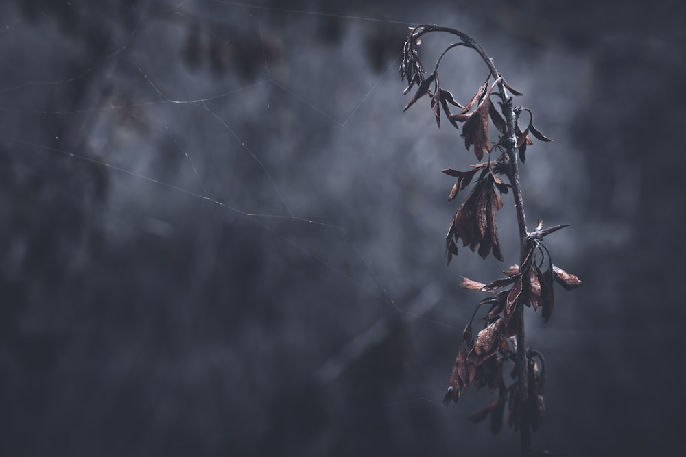 a spider web with water droplets