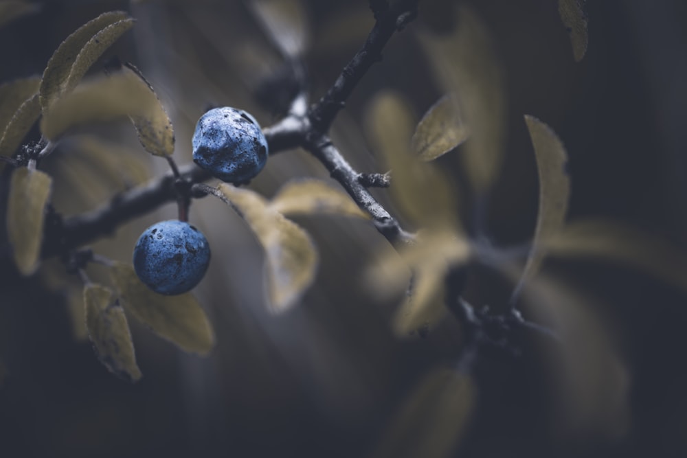 a blue berry on a branch