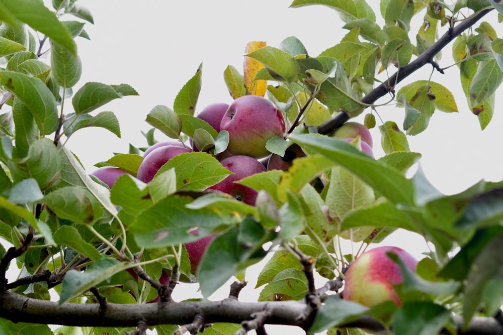 a tree with fruits on it