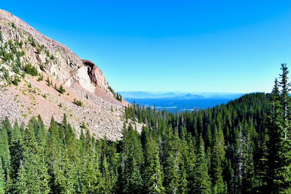 a forest of trees on a mountain