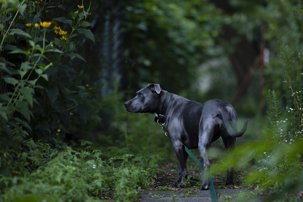 a dog standing in a wooded area