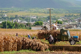 a truck carrying hay