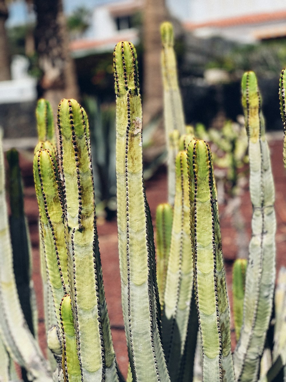 a group of cactus