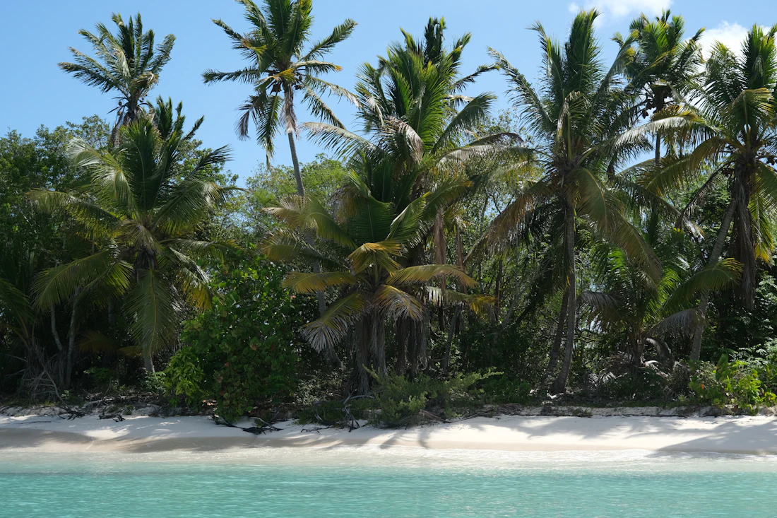 Tropical palms and vegetation near the beach