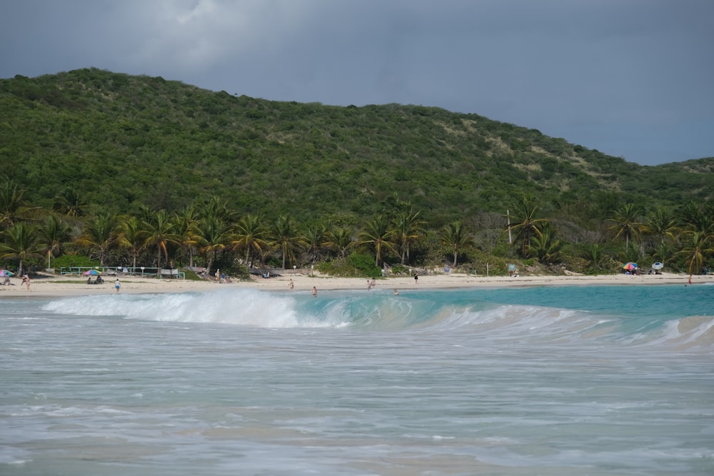 a beach with people and trees