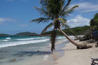 a palm tree on a beach