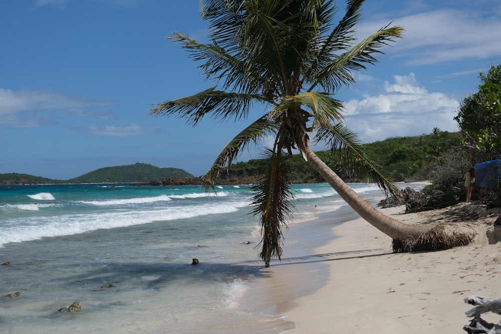 a palm tree on a beach