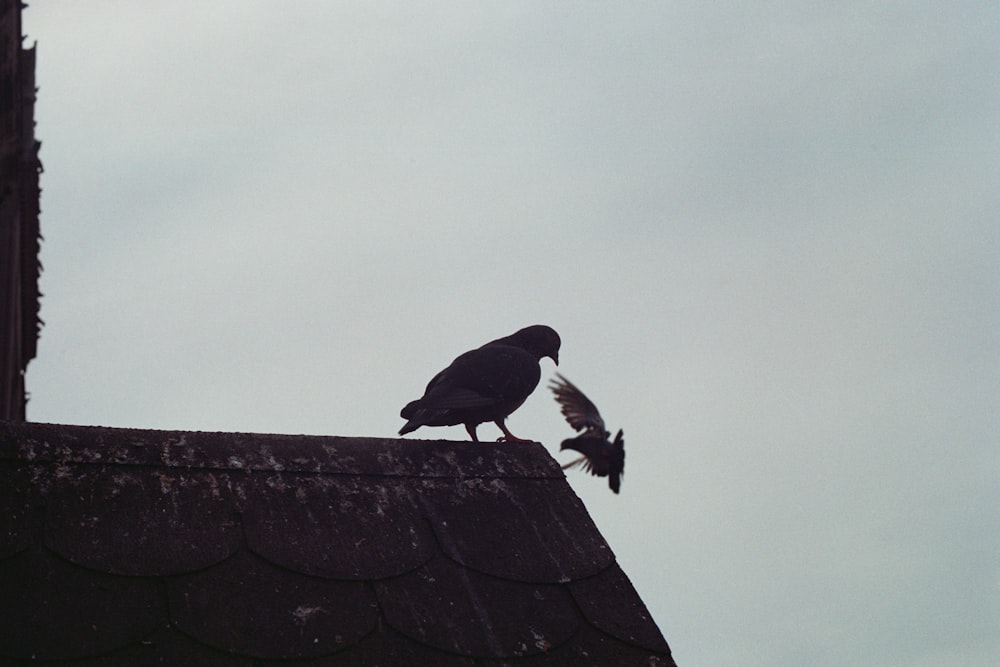 a bird on a roof