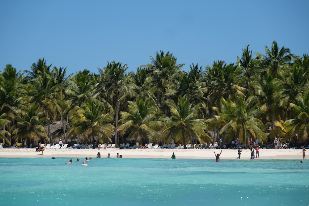 a beach with people and palm trees