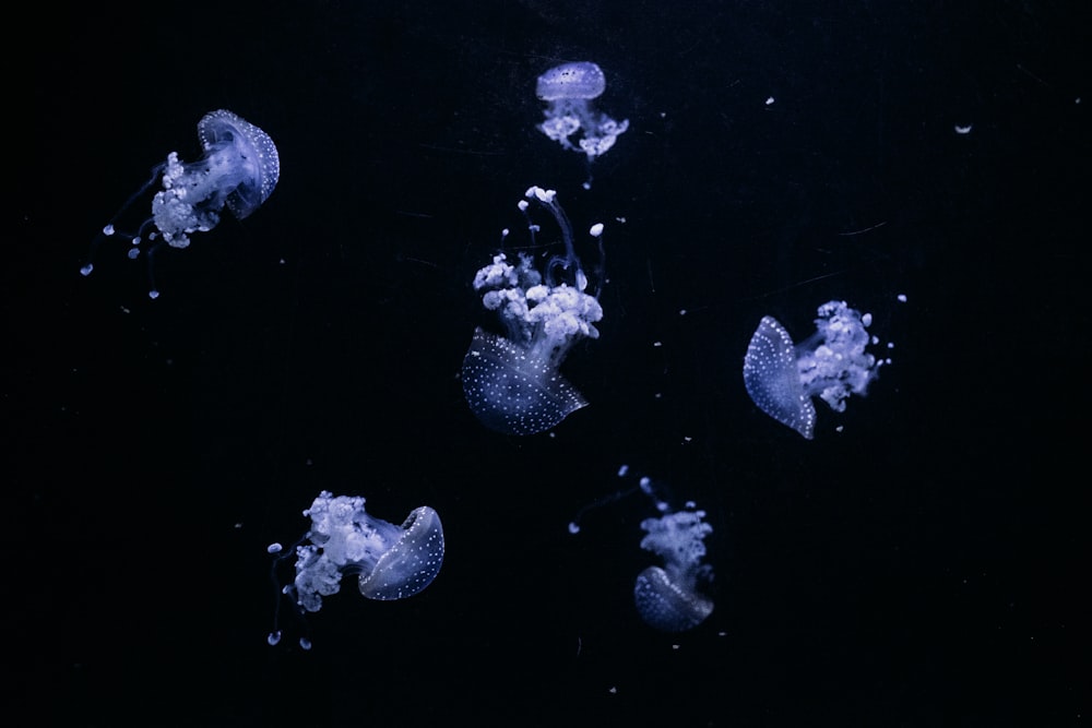 a group of jellyfish