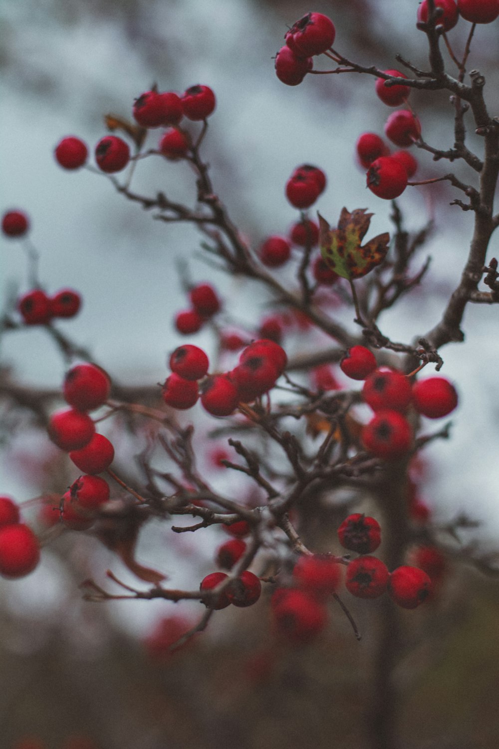 a close up of some berries