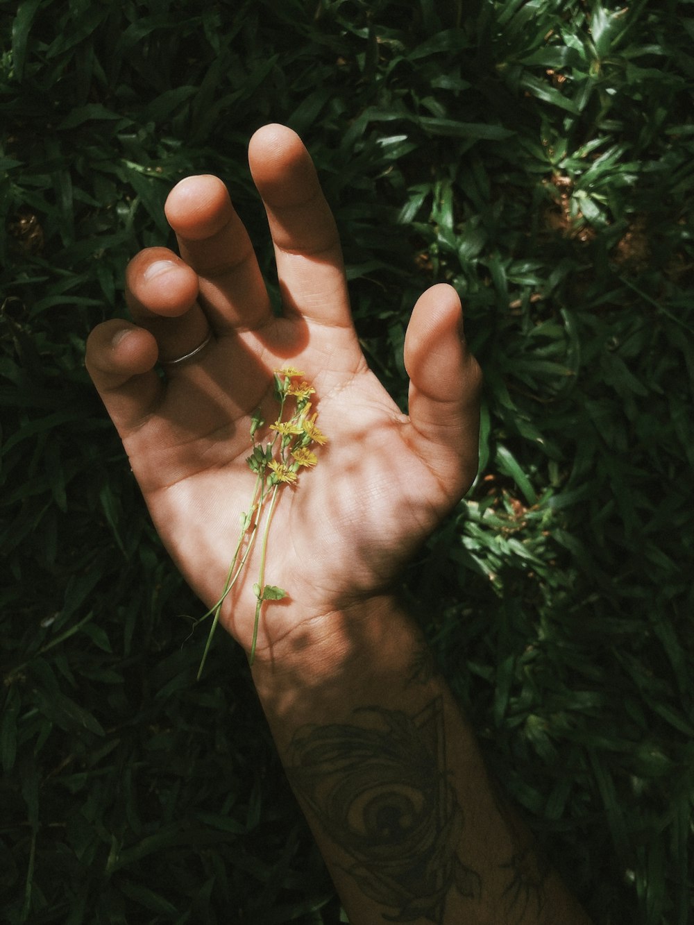 a hand holding a lizard