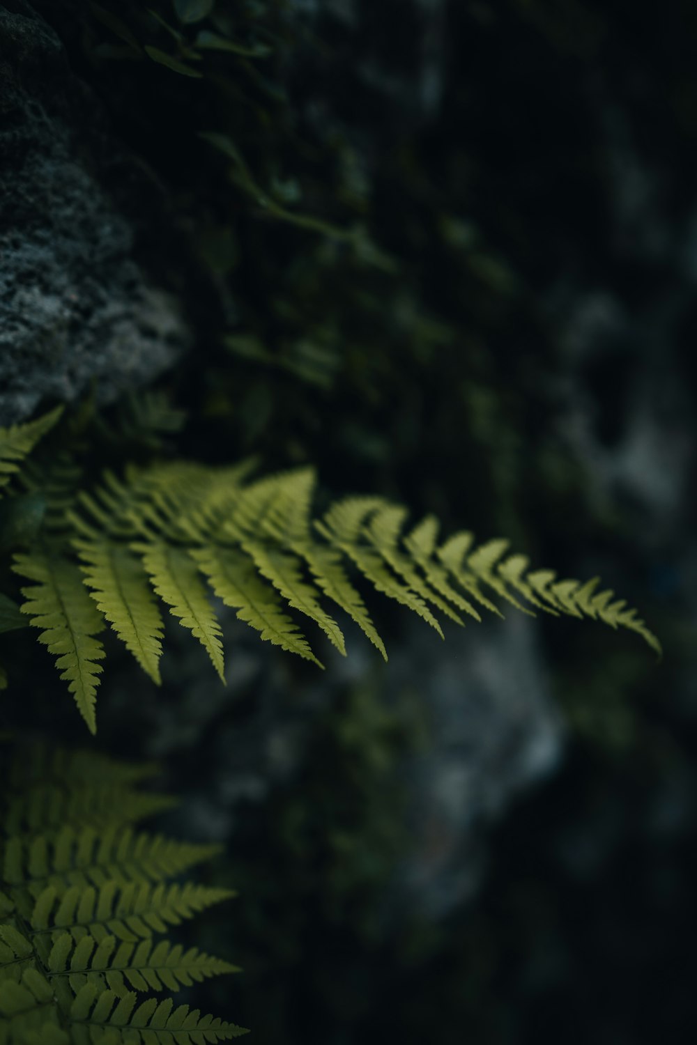 a close up of a leaf