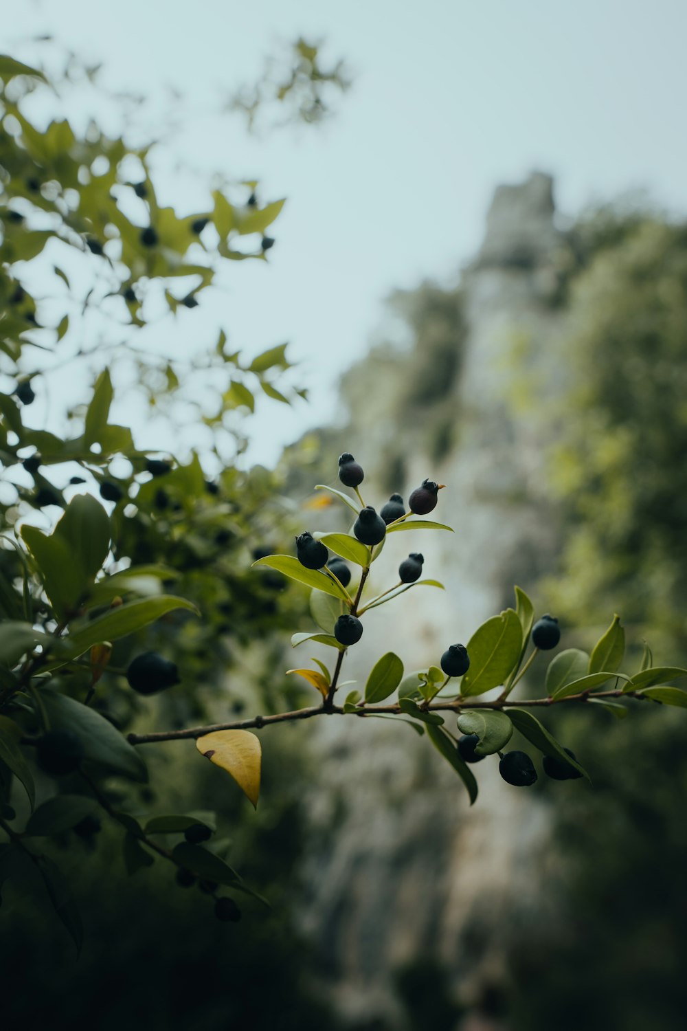 a close up of a plant