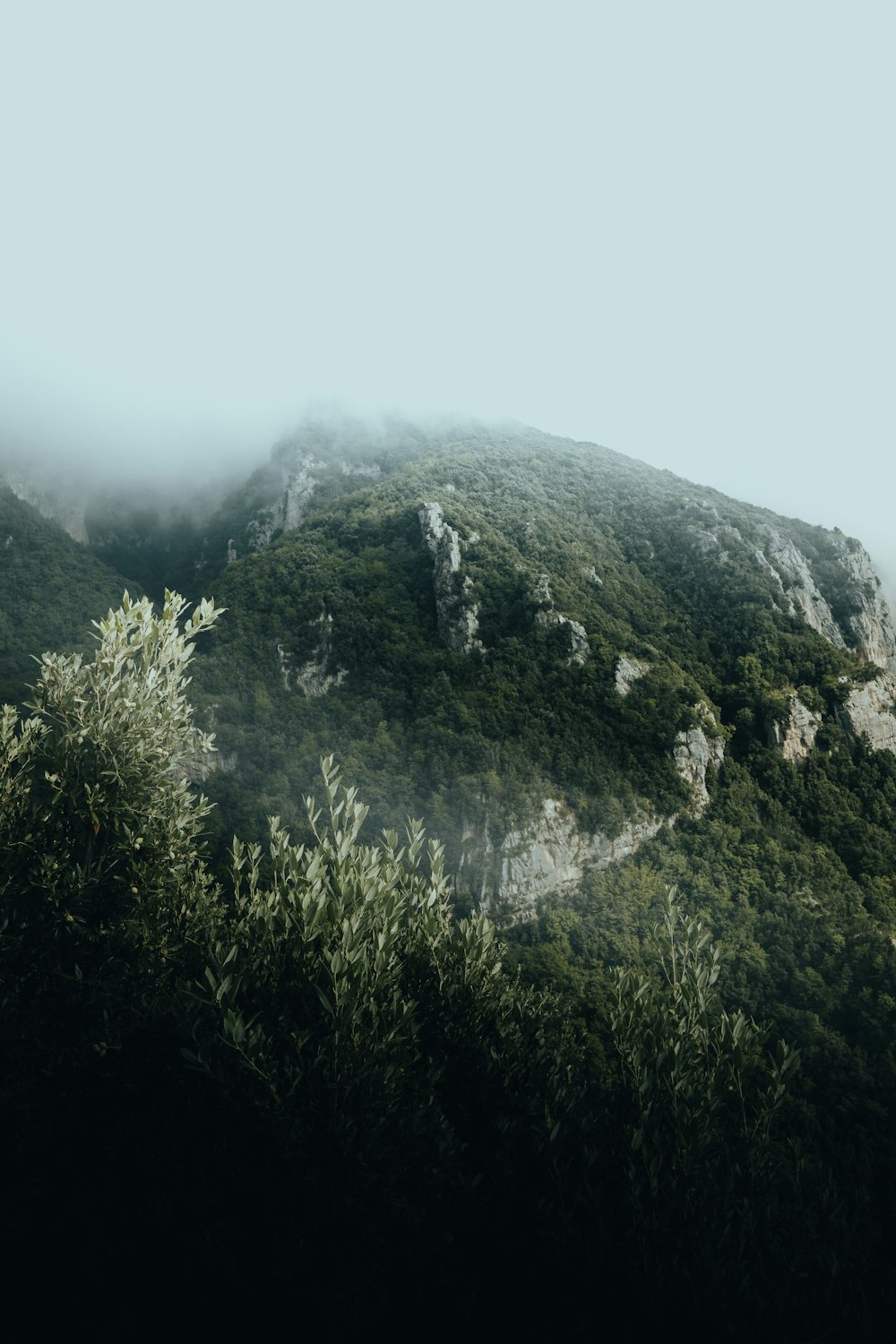 a mountain with trees on it