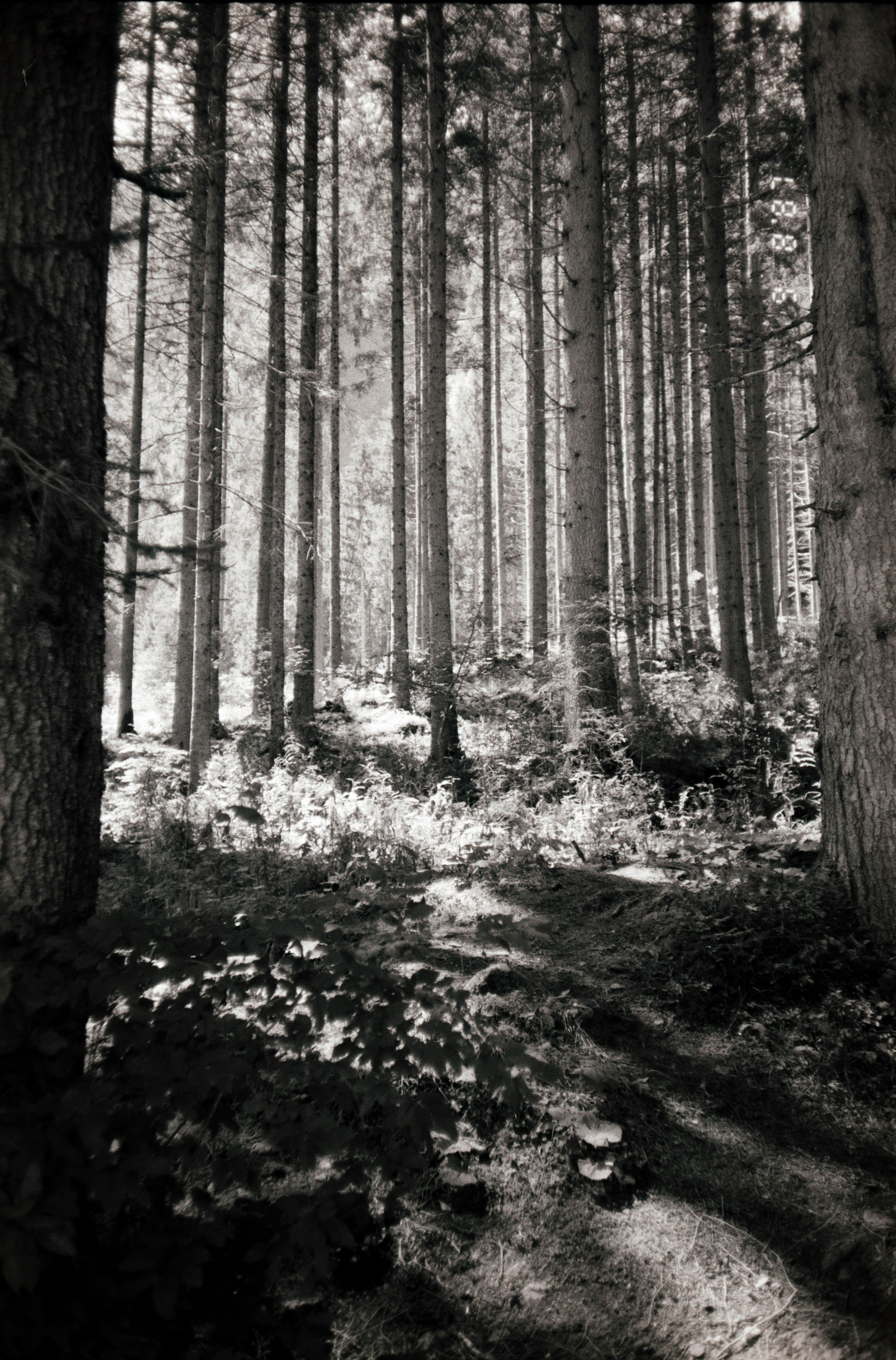 a path through a forest
