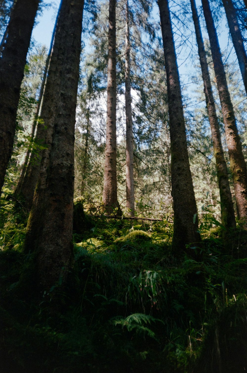 Una foresta con alberi ad alto fusto